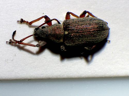 Réf. 320 990 : Phyllobius pyri
